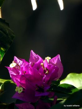 Bougainvillea by iezale williams DSCN0603-003 - Free image #463381